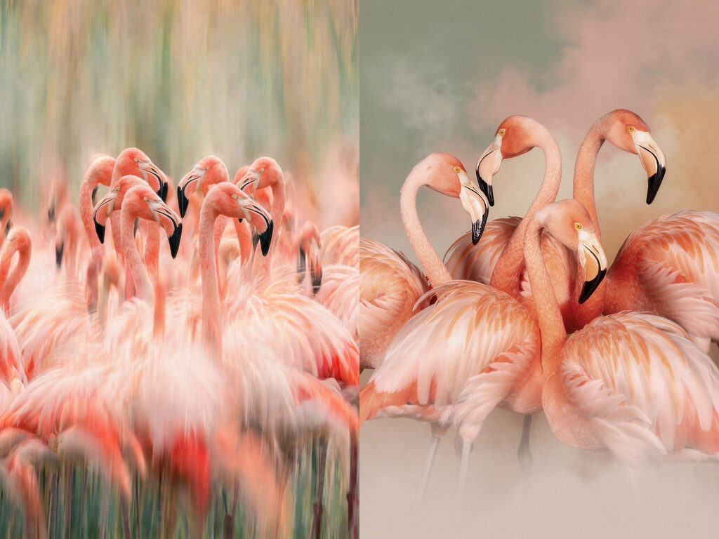 Flamencos difuminados en movimiento — diseño completo