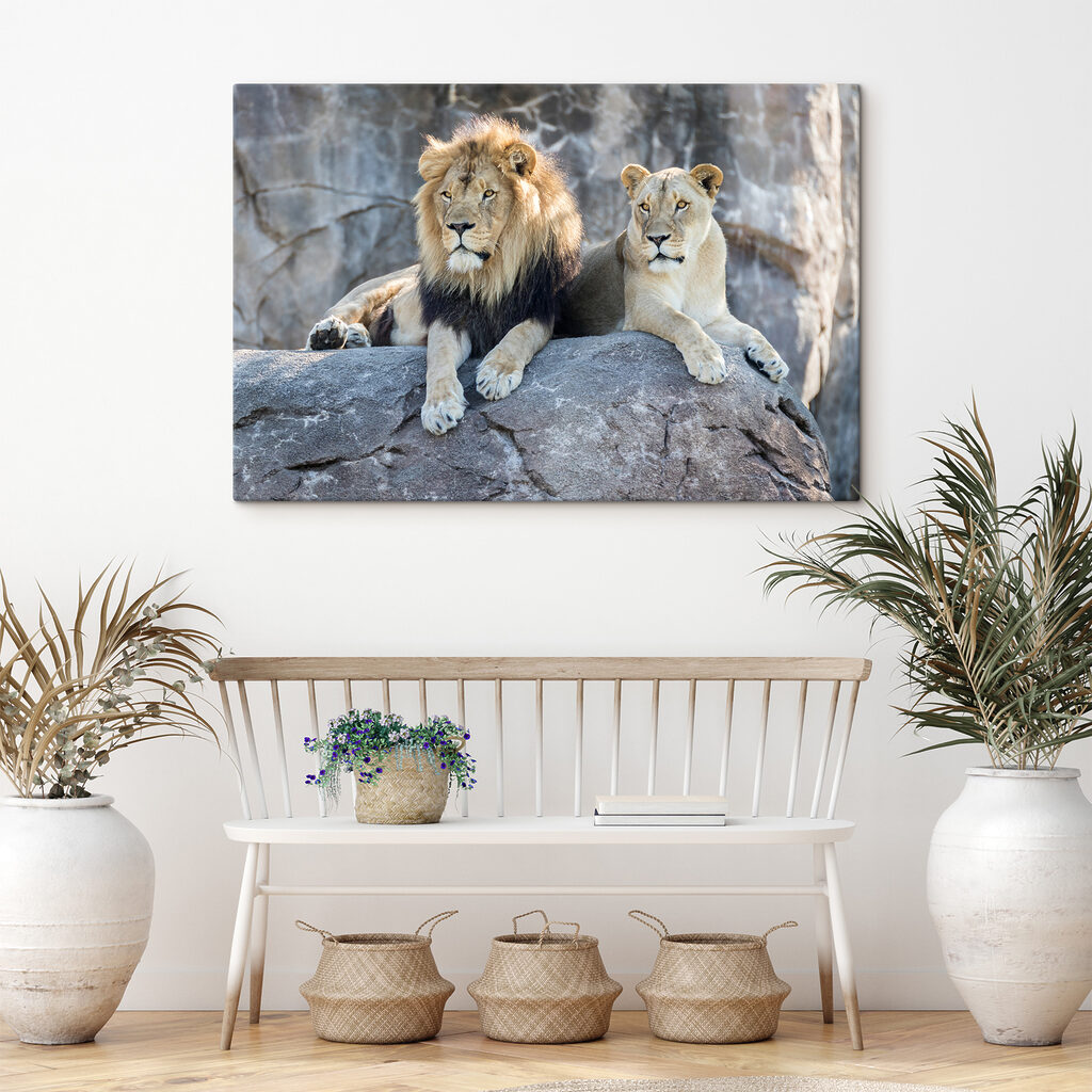 Leones descansando juntos — interior 3