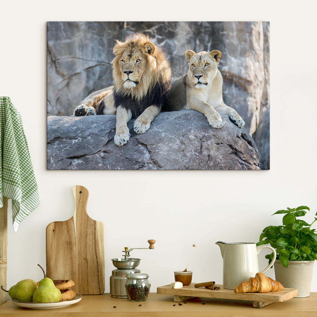 Leones descansando juntos — interior 4