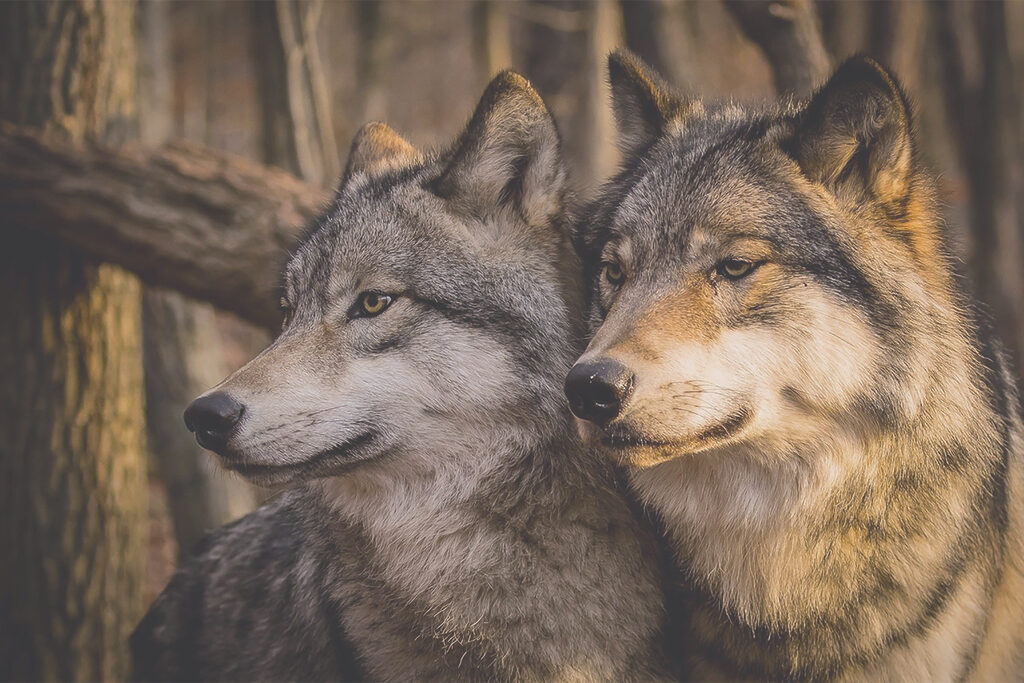 Lobos entre troncos — diseño completo