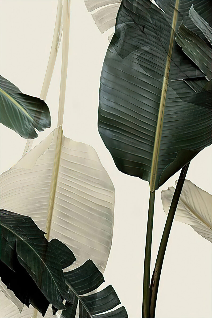 Hojas de plátano — diseño completo
