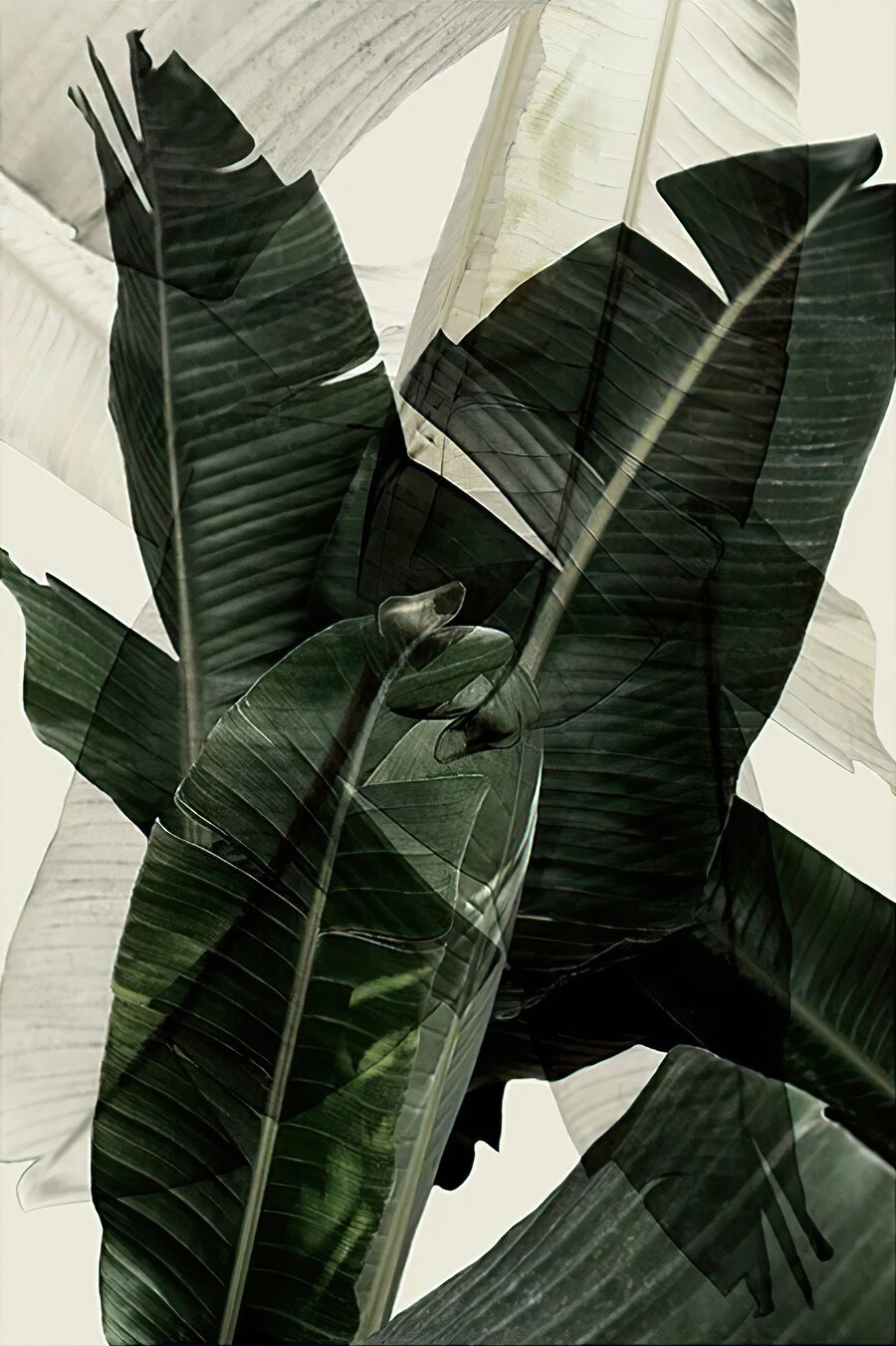 Entre hojas tropicales — diseño completo