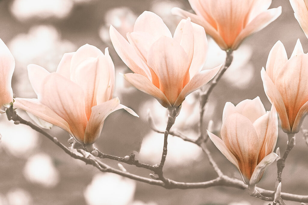 Magnolias en ramas — diseño completo