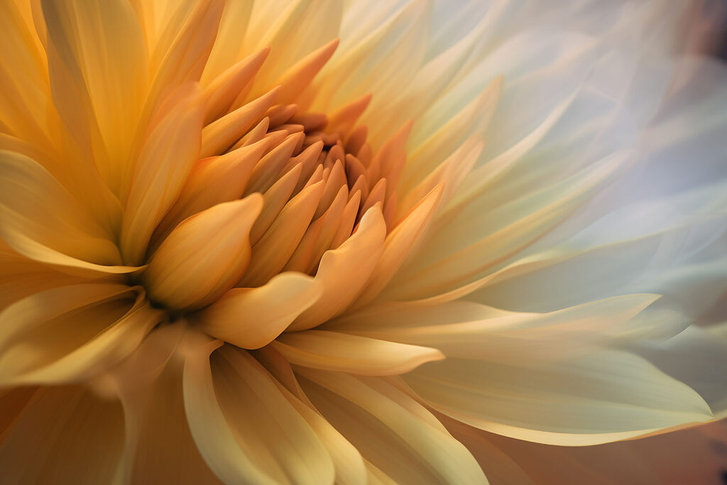 Corazón floral amarillo — diseño completo