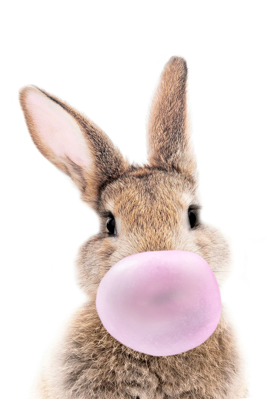 Conejo con chicle — diseño completo