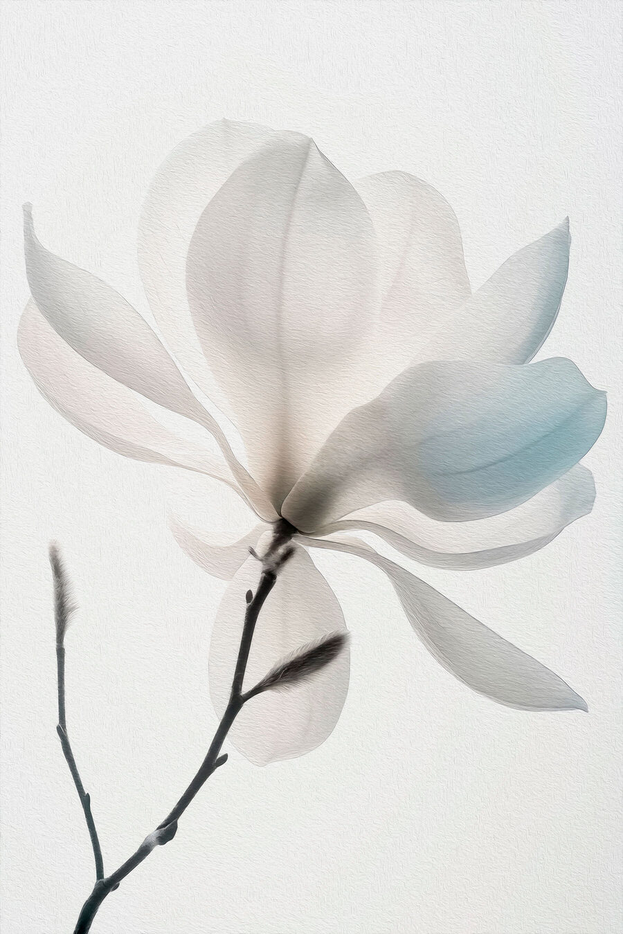 Magnolia blanca en flor — diseño completo