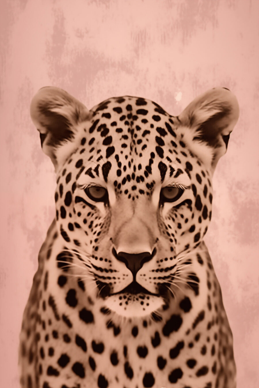 Leopardo sobre rosa cálido — diseño completo