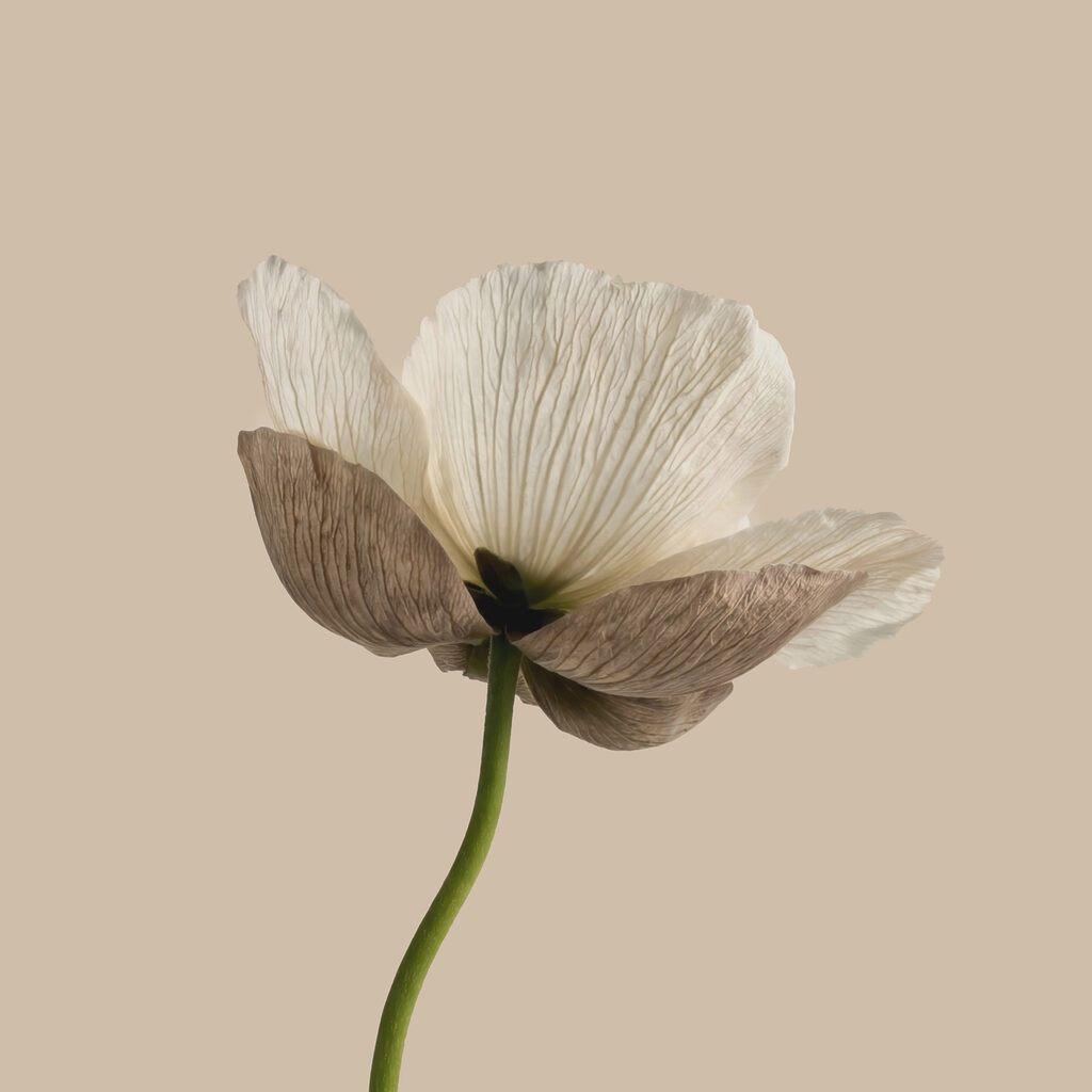 Flor sobre tallo verde — diseño completo