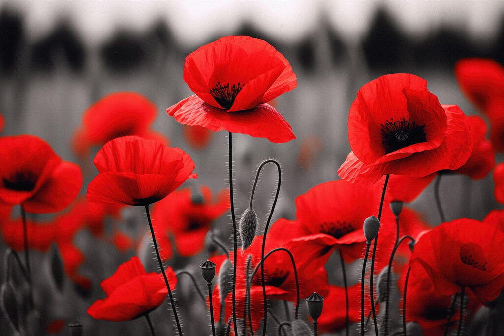 Amapolas ante campo gris — diseño completo