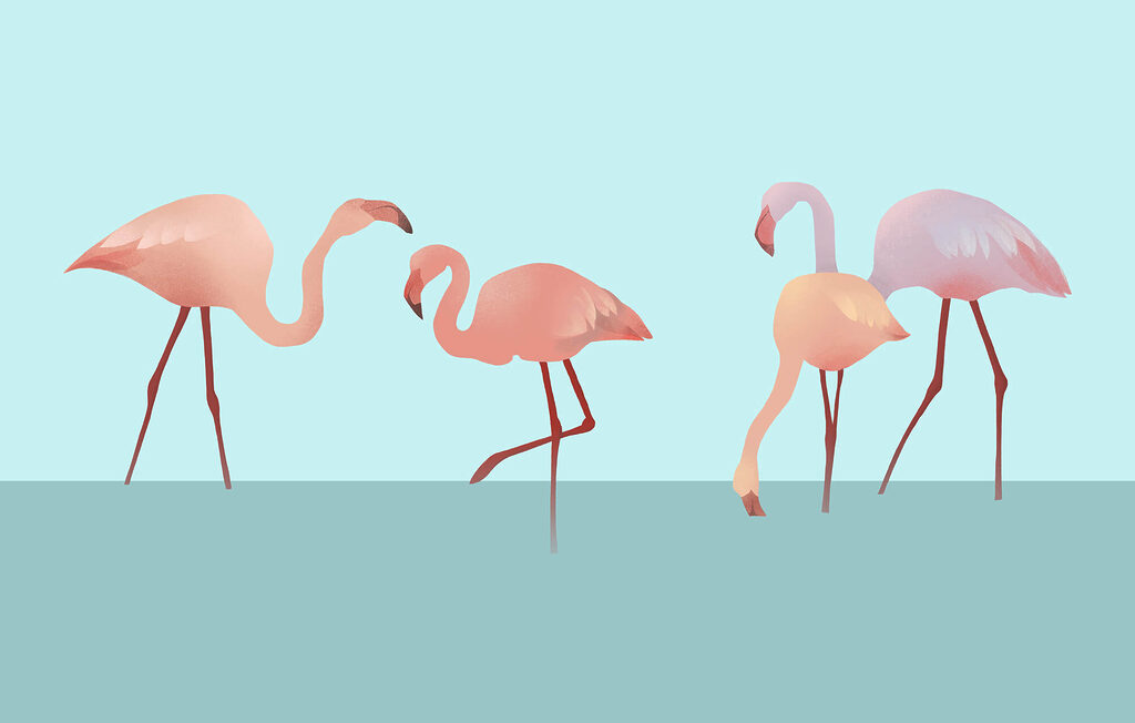 Flamencos sobre turquesa — diseño completo