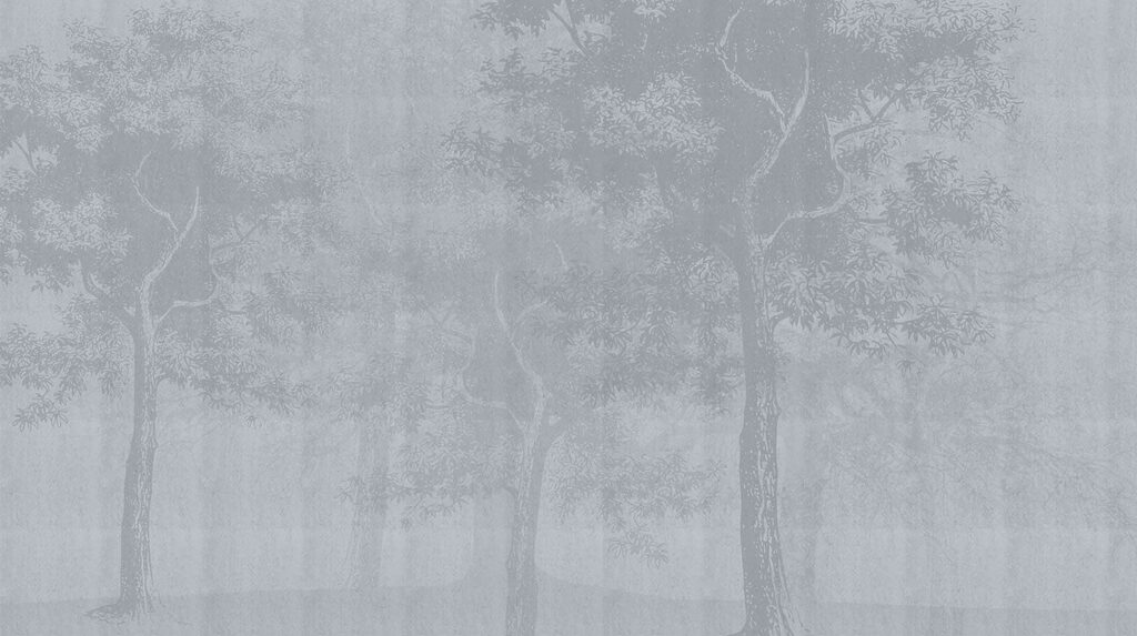 Bosque tras la niebla — diseño completo