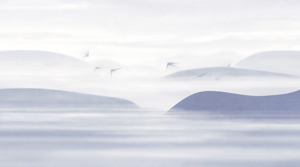 Pájaros sobre las dunas — diseño completo