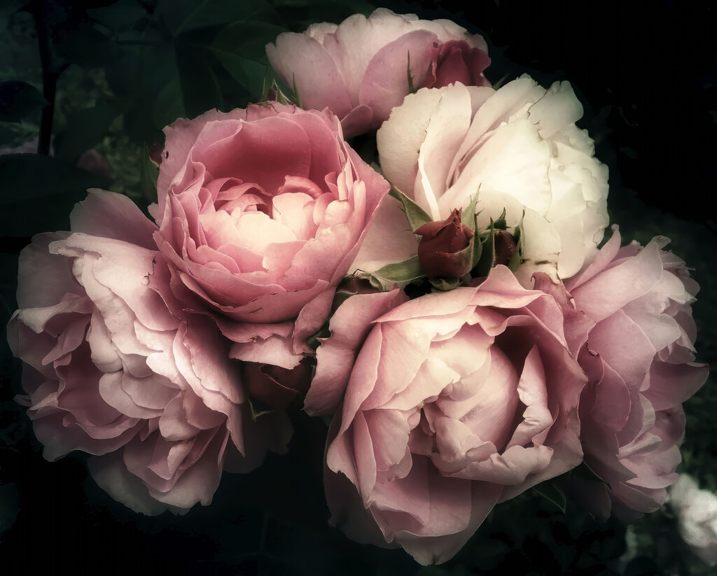 Peonías rosas y crema — diseño completo