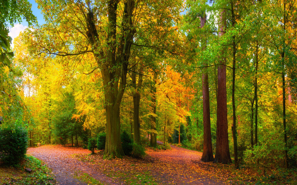 Sendero en otoño — diseño completo