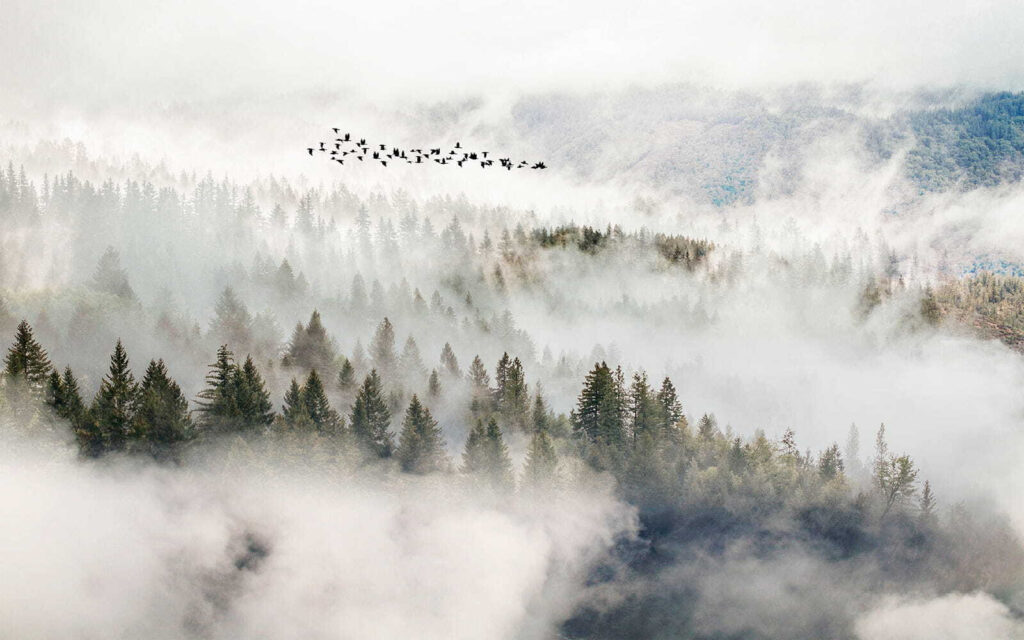 Aves sobre la niebla — diseño completo