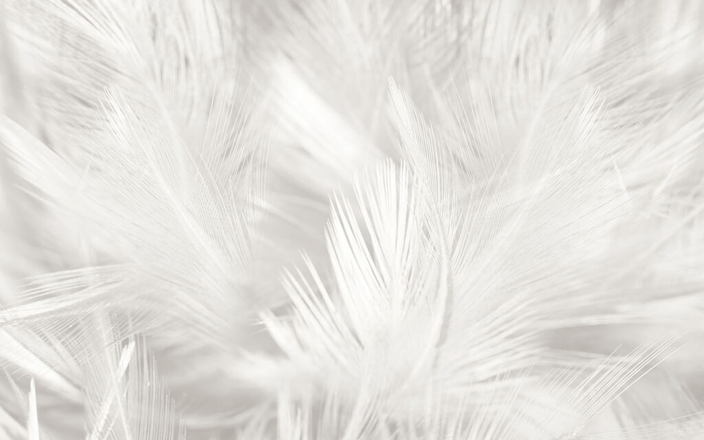 Plumas blancas como nubes — diseño completo