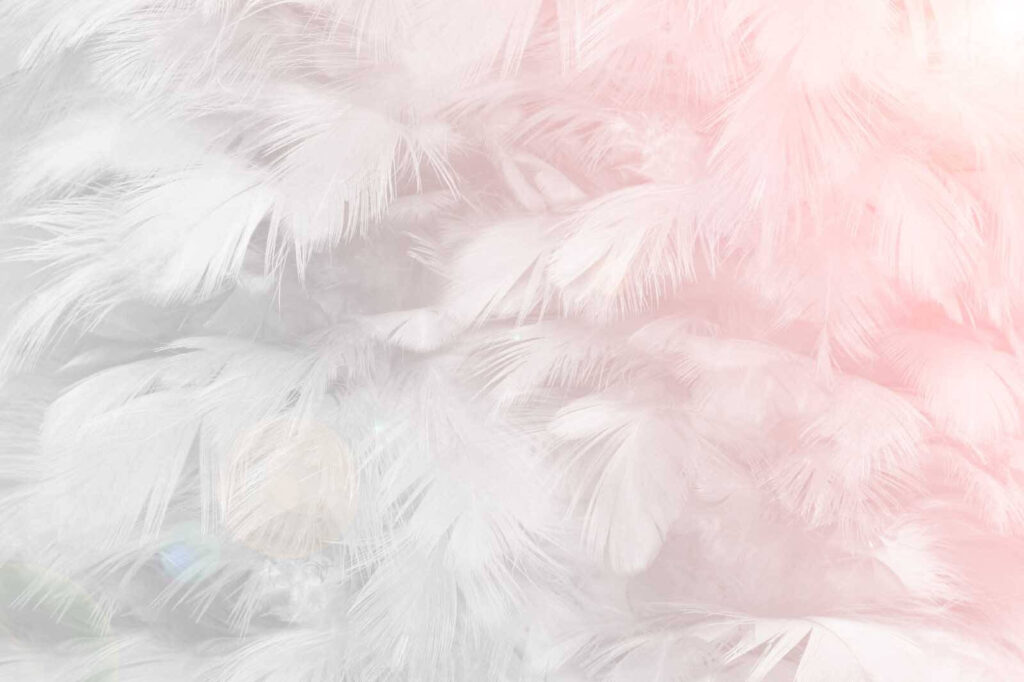 Plumas en bruma rosa — diseño completo