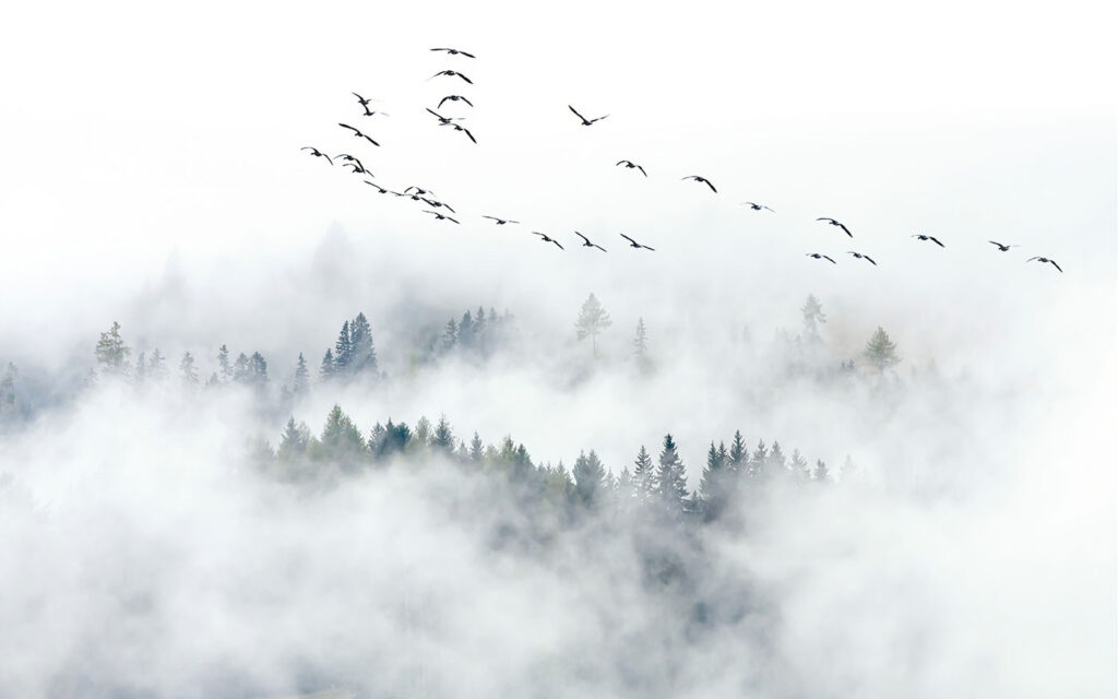 Bosque entre nubes blancas — diseño completo