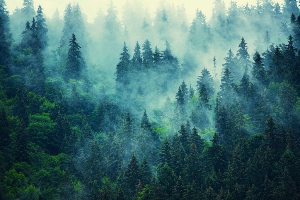 Copas verdes en niebla — diseño completo
