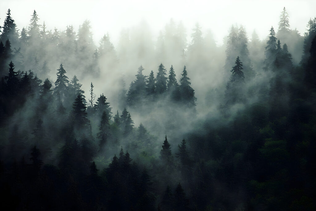 Coníferas en la niebla — diseño completo