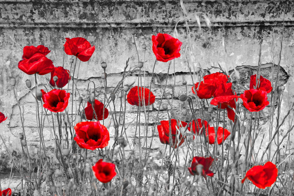 Amapolas contra muro gris — diseño completo