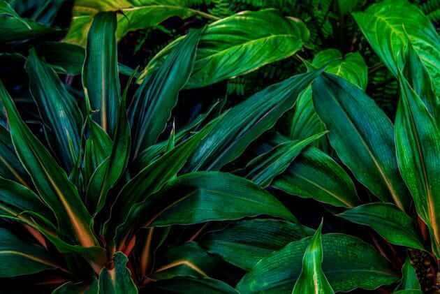 Hojas verde oscuro — diseño completo