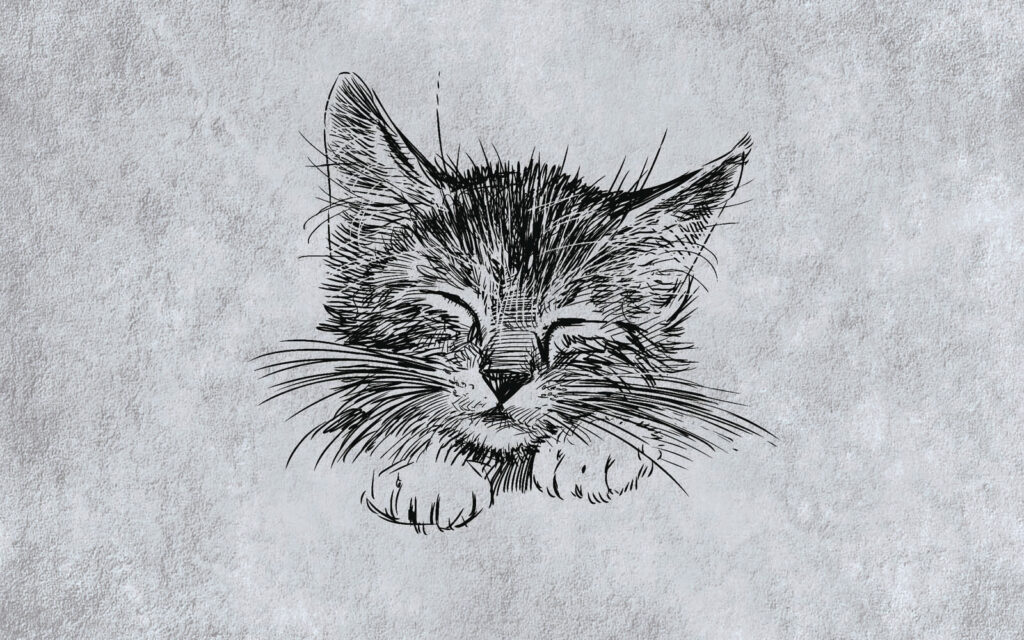 Gatito adormilado — diseño completo