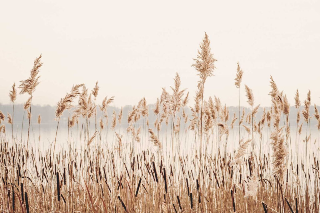 Cañas junto al lago — diseño completo