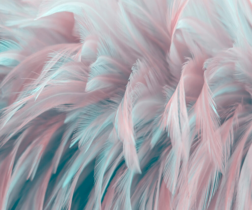 Plumas rosas y turquesas — diseño completo