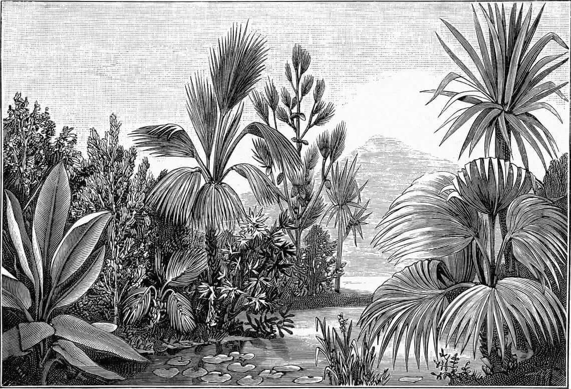Jardín tropical en gris — diseño completo