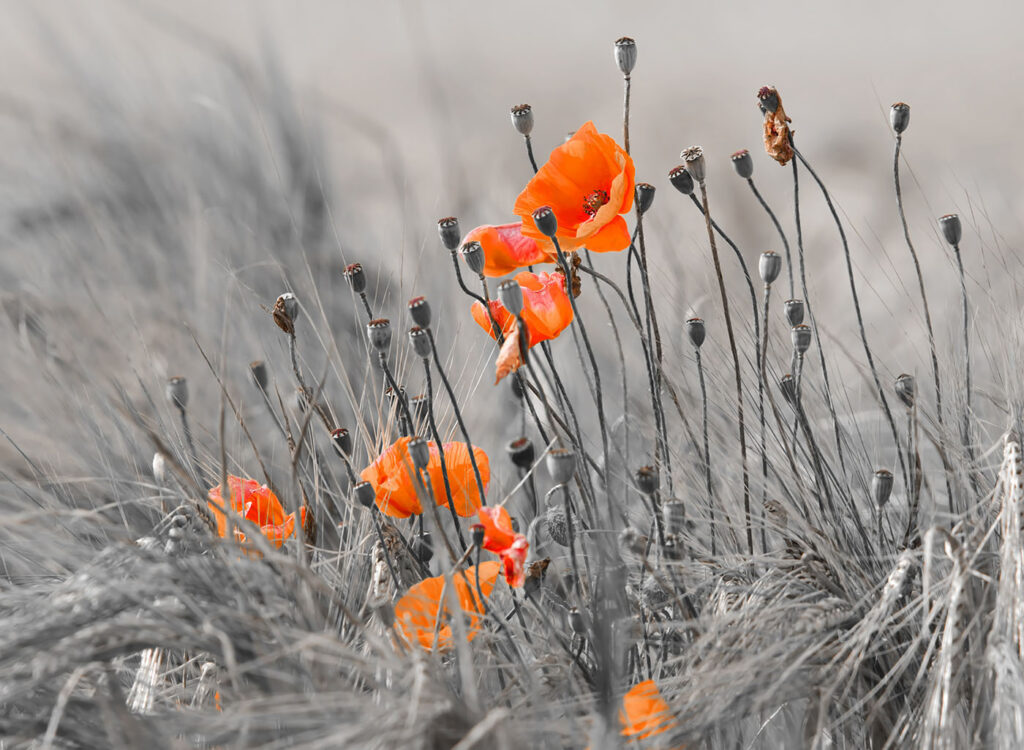 Amapolas naranjas entre grises — diseño completo