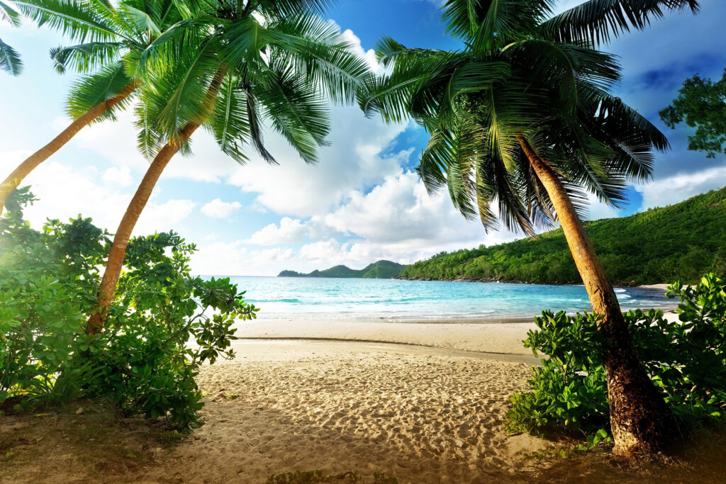 Vista entre palmeras — diseño completo