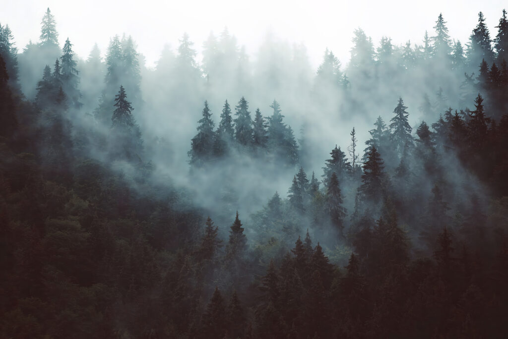 Pinar en niebla azul — diseño completo