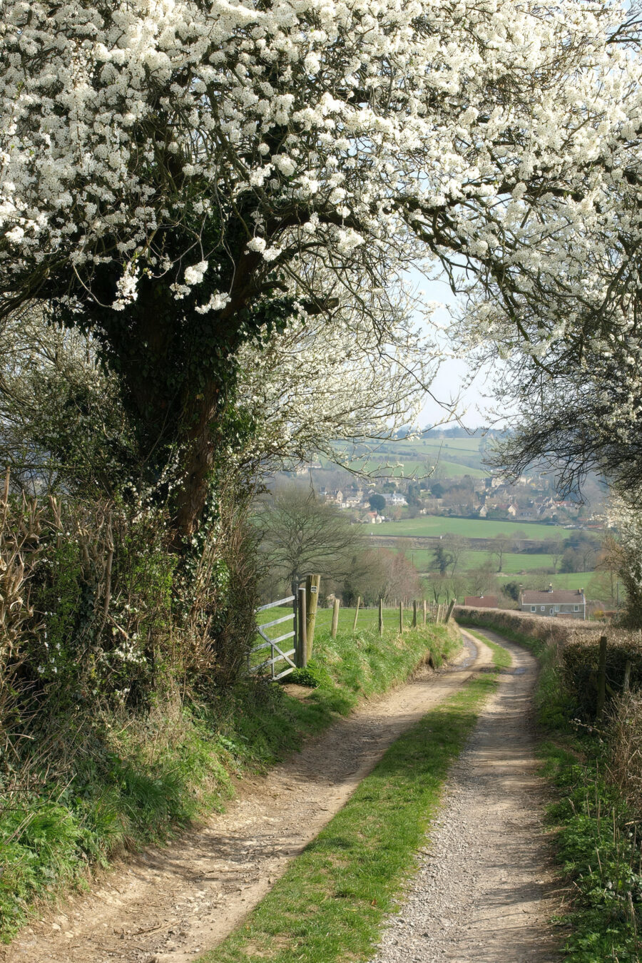 Camino bajo flores blancas — diseño completo