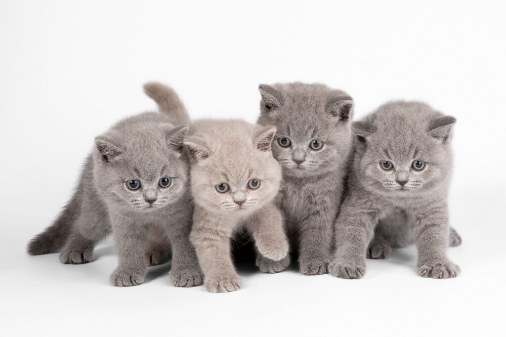 Cuatro gatitos curiosos — diseño completo