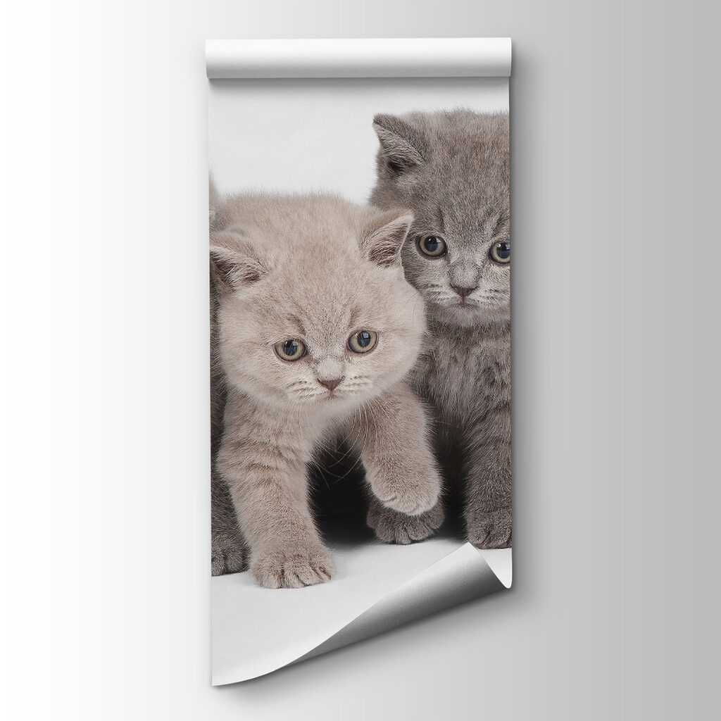 Cuatro gatitos curiosos — vista del producto