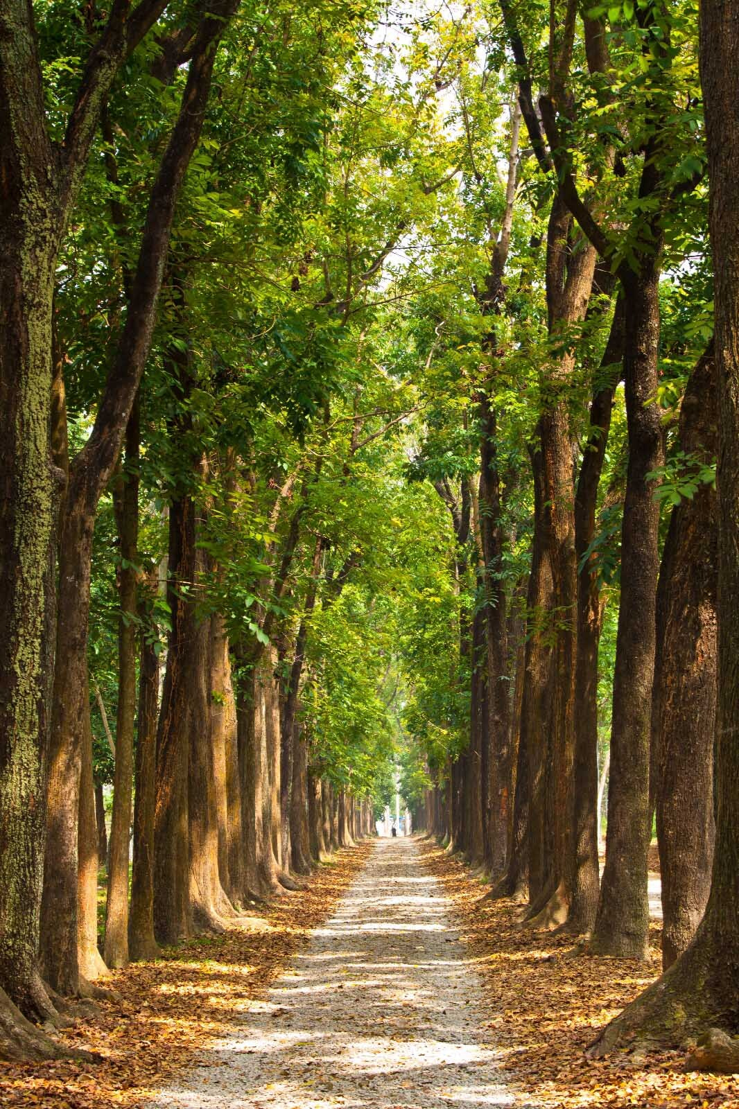 Avenida de árboles — diseño completo