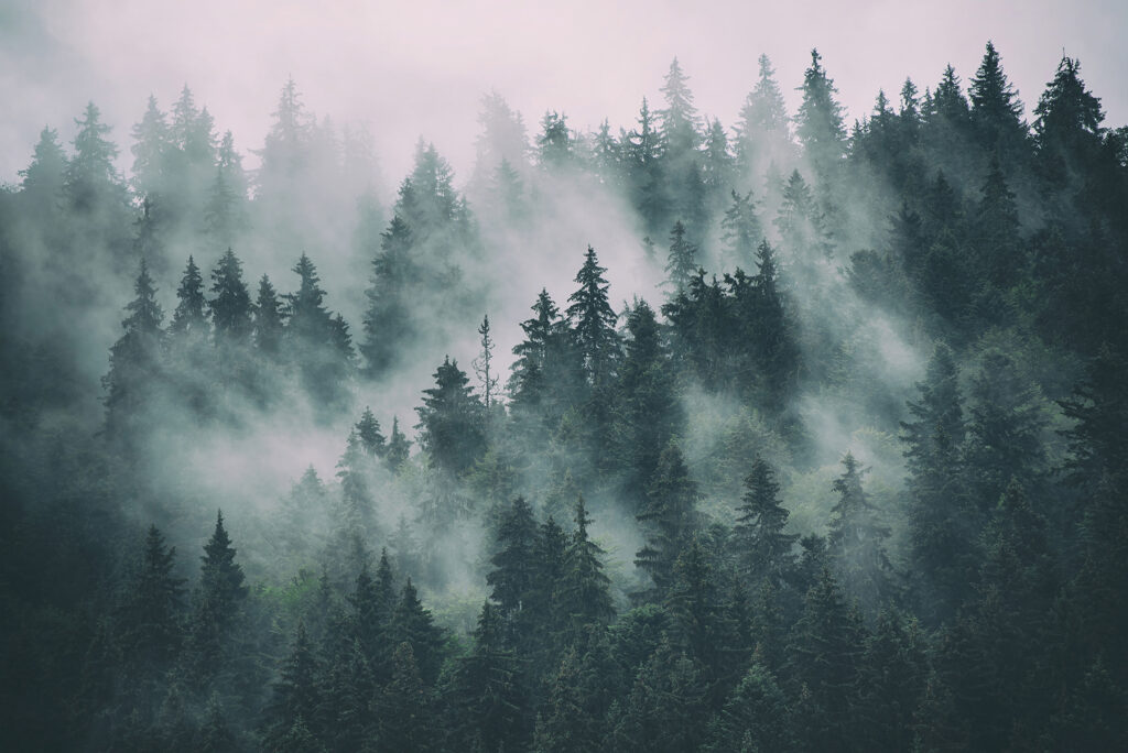 Pinos en gris rosado — diseño completo