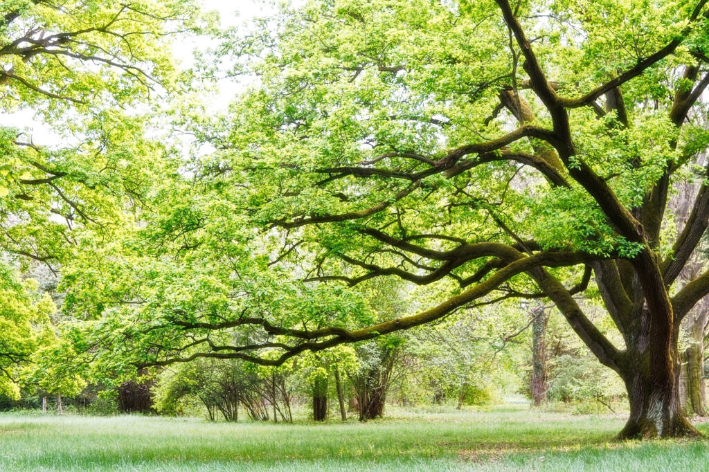 Copa de árbol antiguo — diseño completo