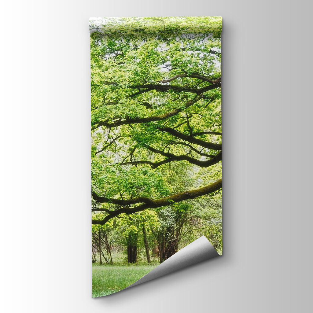 Copa de árbol antiguo — vista del producto
