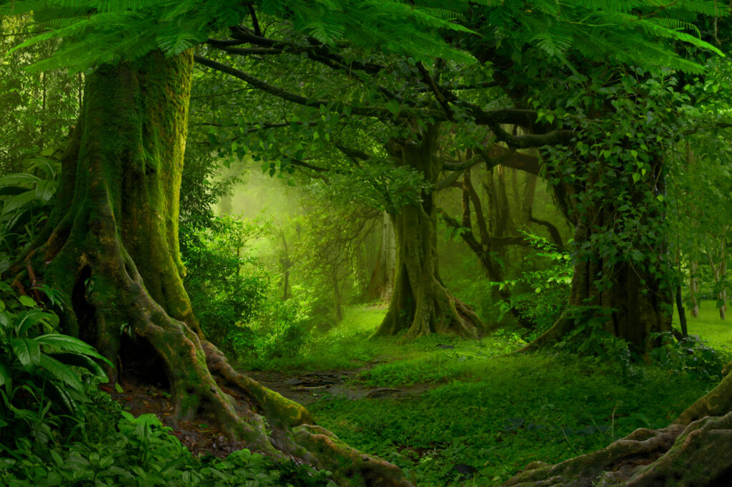 Bosque con raíces — diseño completo