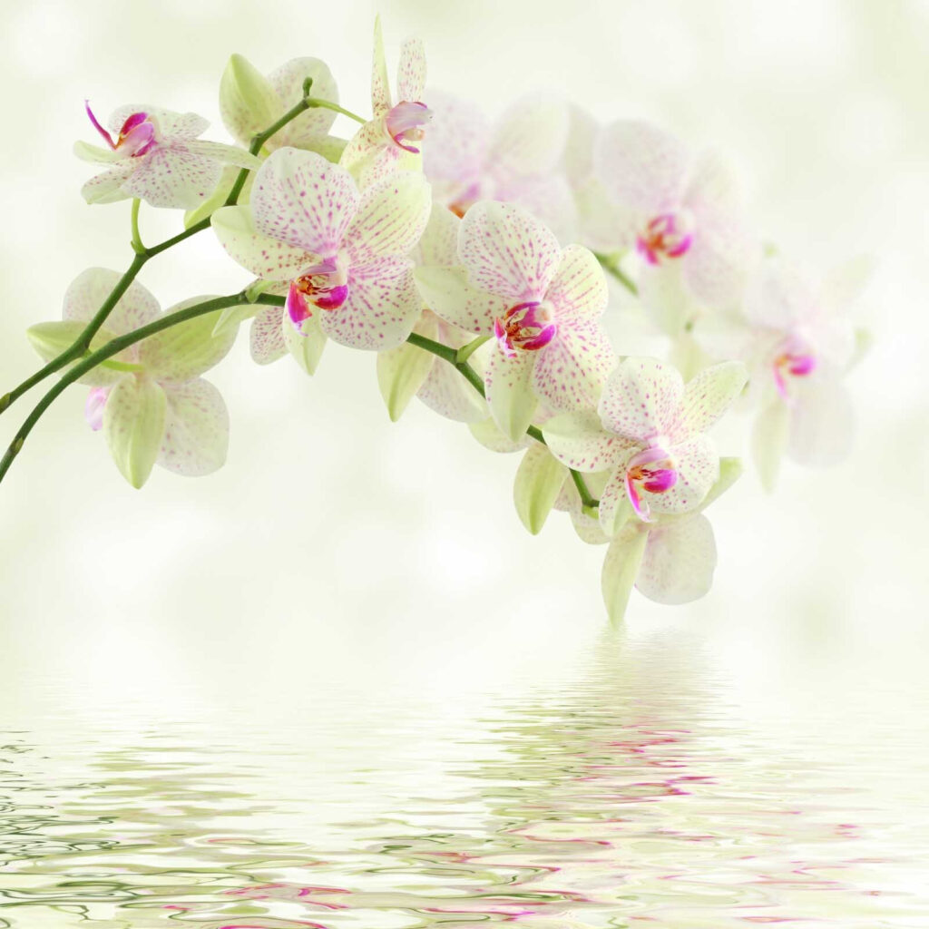 Orquídeas sobre el agua — diseño completo