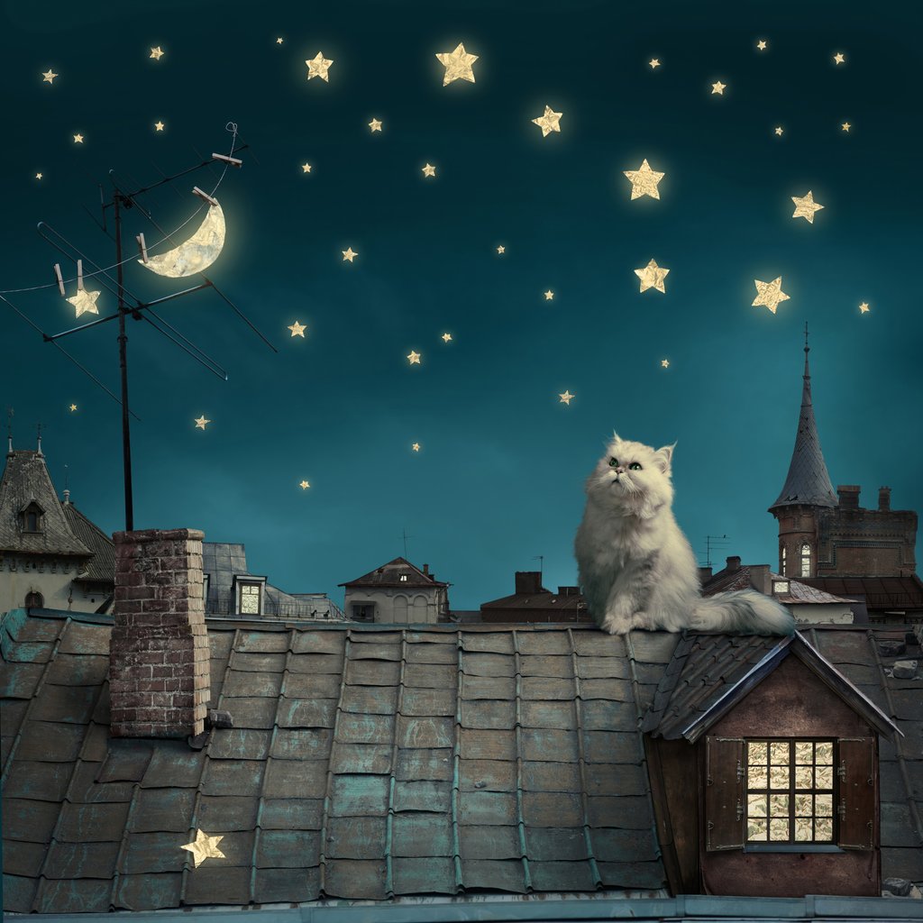Gato entre estrellas — diseño completo