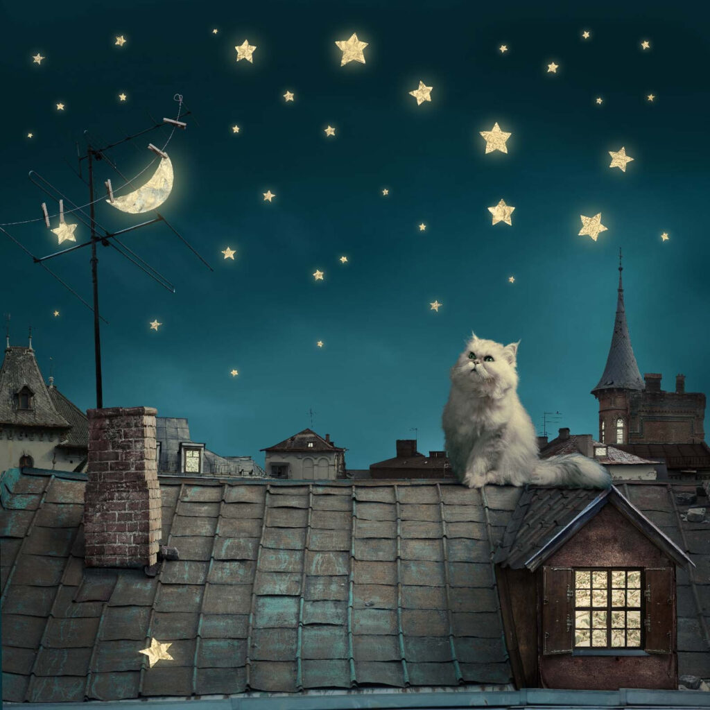 Gato entre estrellas — diseño completo