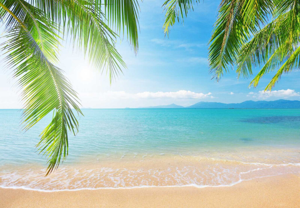 Palmeras sobre mar tranquilo — diseño completo
