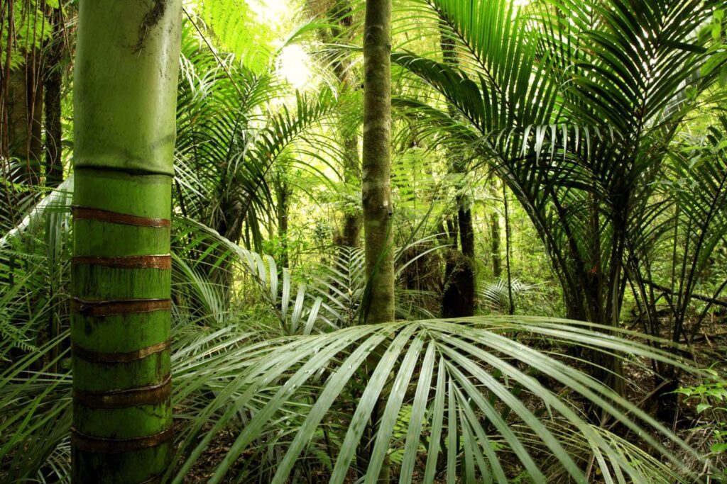 Bosque tropical verde profundo — diseño completo