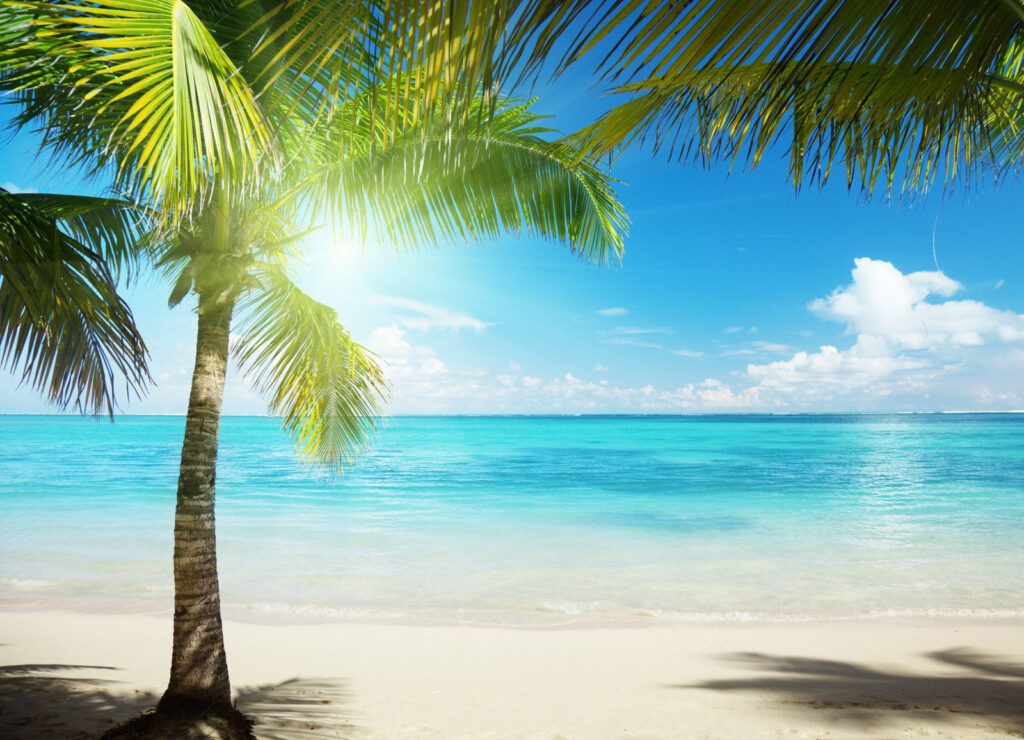 Sombra de palmera — diseño completo