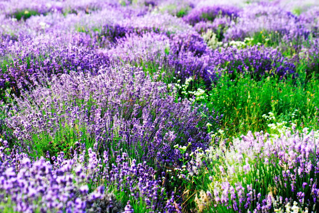 Lavanda en hileras onduladas — diseño completo