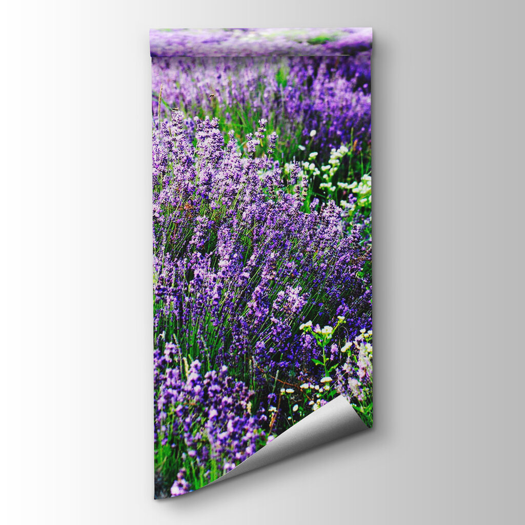 Lavanda en hileras onduladas — vista del producto