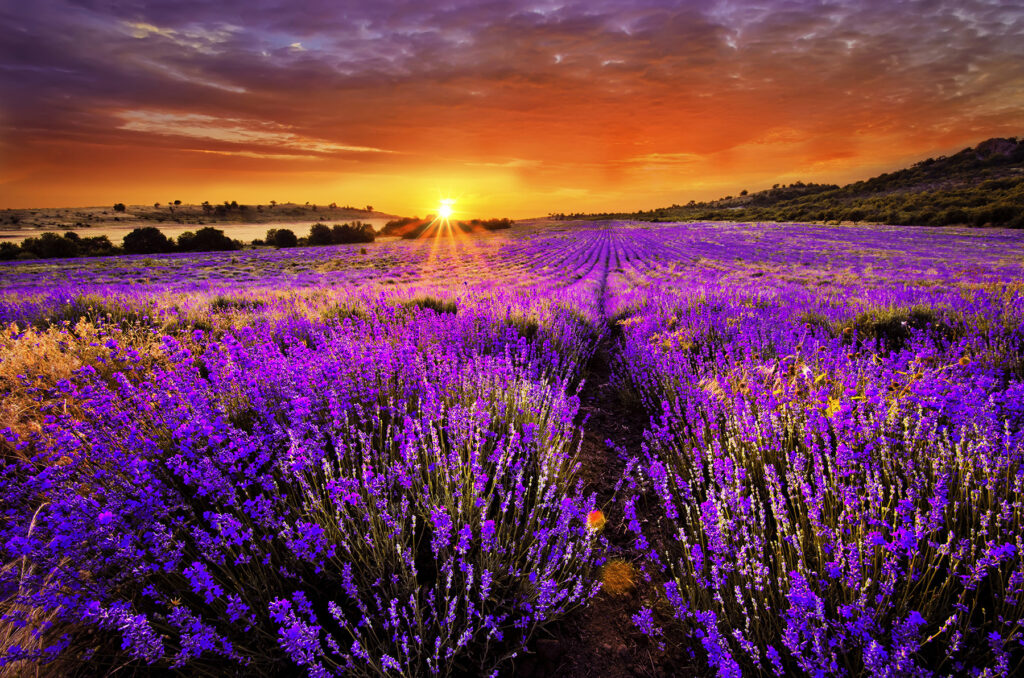 Lavanda bajo sol naranja — diseño completo